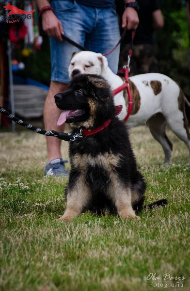 wkaliszu.pl - Kalisz on-line, IMPREZA. Pokaz szkolenia psów w Red Dog, zdjęcie 1