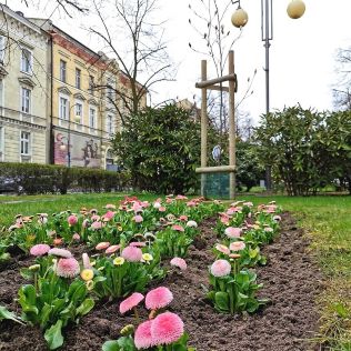 MIASTO. Wiosna idzie! Kalisz w kwiatach, zdjęcie 2, wkaliszu.pl - Kalisz on-line, zdjęcie 316x316