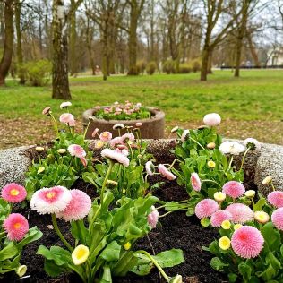 MIASTO. Wiosna idzie! Kalisz w kwiatach, zdjęcie 3, wkaliszu.pl - Kalisz on-line, zdjęcie 316x316