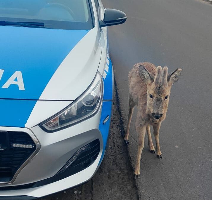 POLICJA. Mundurowi pomogli koziołkowi