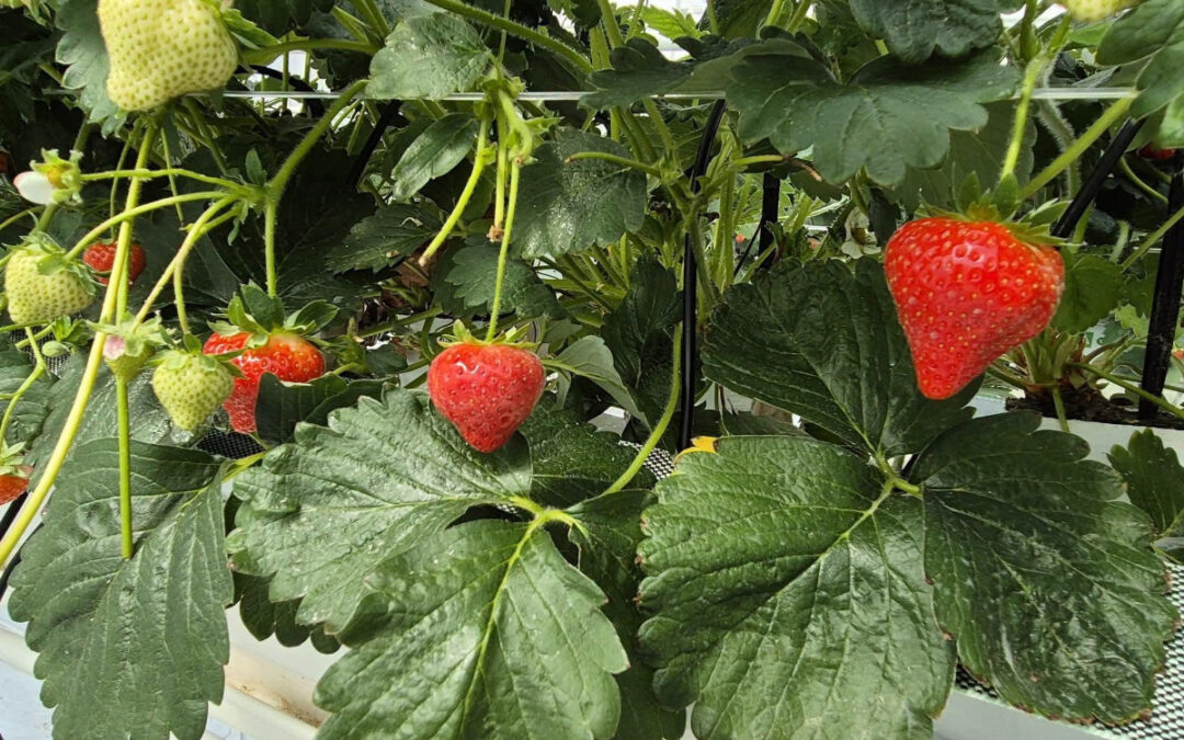 UPRAWY. O truskawkach w ,,Ogrodniku” w Opatówku